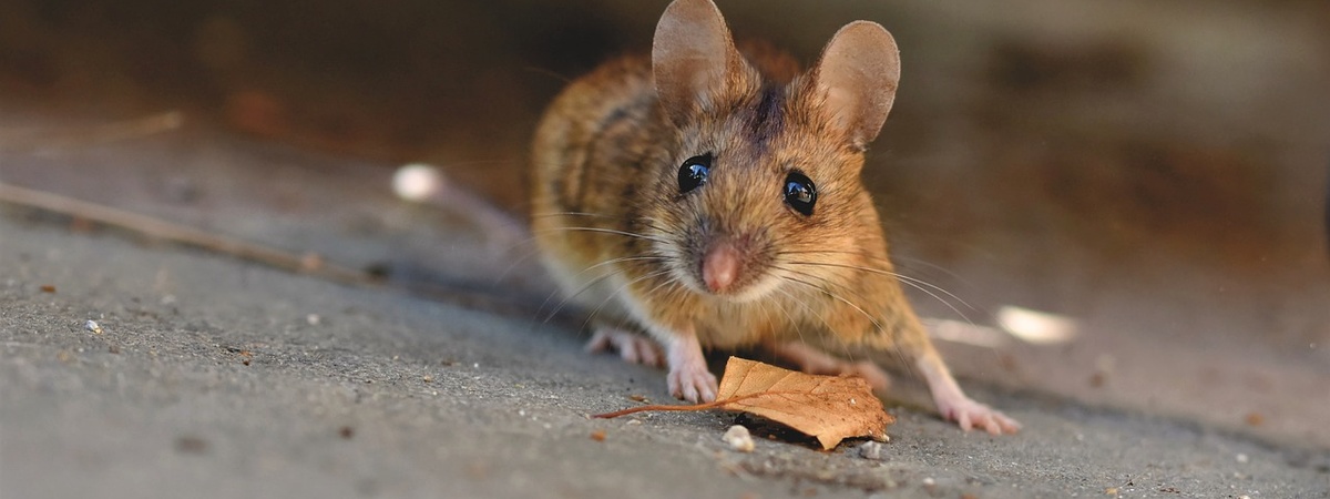 Как избавиться от грызунов в деревянном доме? 5 методов борьбы с мышами и крысами