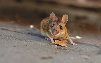 Как избавиться от грызунов в деревянном доме? 5 методов борьбы с мышами и крысами