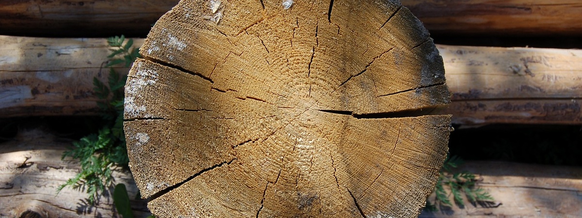 Как бороться с насекомыми-вредителями древесины?