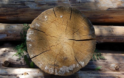 Как бороться с насекомыми-вредителями древесины?